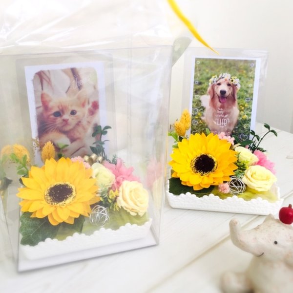 送料無料★ ソープフラワー ＊ひまわりフォトアレンジ Animal Photo Frame＊ねこ