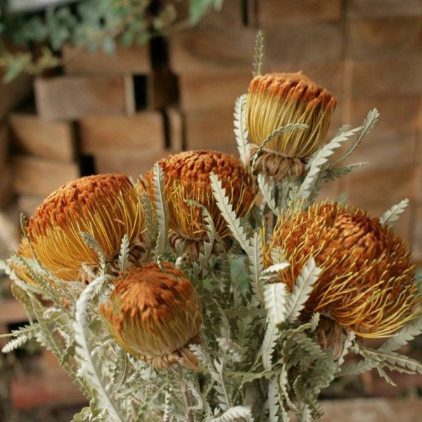 ドライアンドラ フォルモーサの Dry Flower（35cm：3本）