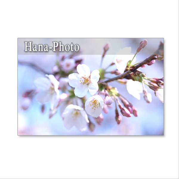 1054）ソメイヨシノと里桜カンザン　セット　5枚選べるポストカード
