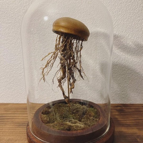 【Forest Jellyfish】