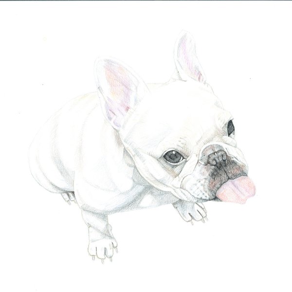 "French Bulldog"　フレンチブルドッグ　絵画