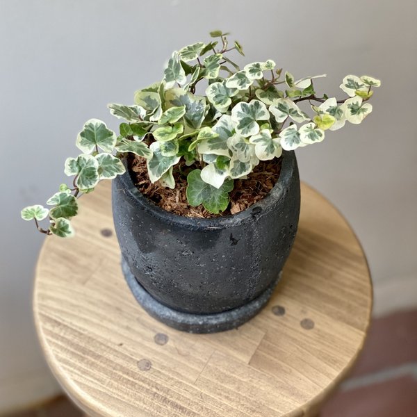 多肉植物 プランター 植木鉢のハンドメイド 手作り通販 Minne 日本最大級のハンドメイドサイト 多肉植物 プランター 植木鉢のハンドメイド 手作り通販 Minne 日本最大級のハンドメイドサイト