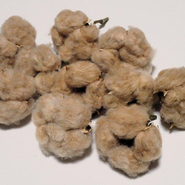 「 綿花 」 茶綿 10個 ドライフラワー  ナチュラル インテリア  リース テラリウム ハンドメイドの素材 花材に