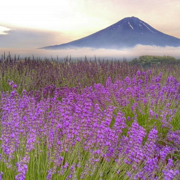 世界遺産 富士山 ラベンダー畑 写真 A4又は2L版 額付き