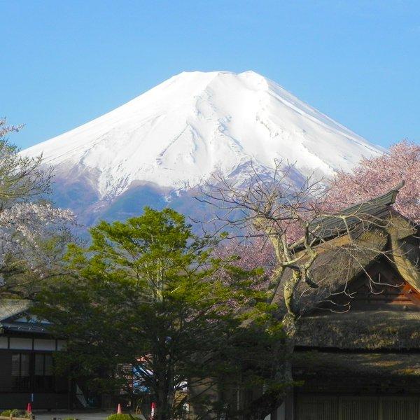 世界遺産「富士山と忍野八海の桜」写真 A4又は2L版 額付き