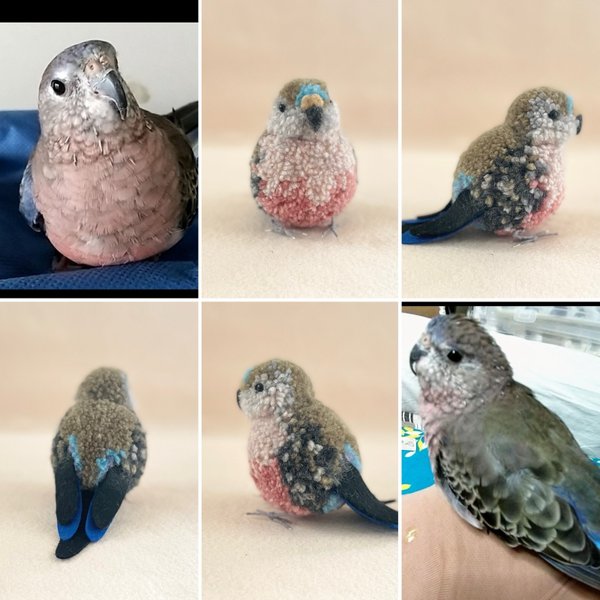 鳥さんのうちの子ぽんぽん（大きいサイズ）　　　　　インコ オカメインコ アキクサインコ コザクラインコ マメルリハ ボタンインコ サザナミインコ シロハラインコ　ウロコインコ オキナインコ　