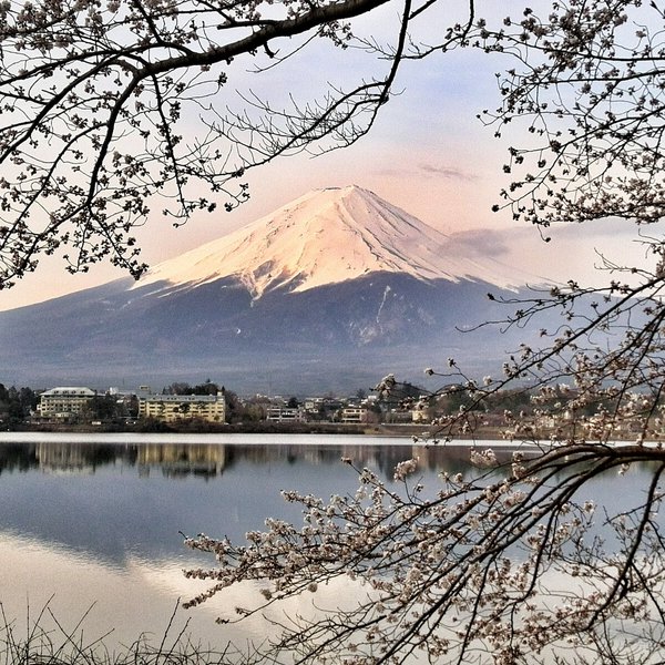 世界遺産 富士山 写真 桜＠河口湖　A4又は2L版 額付き 横