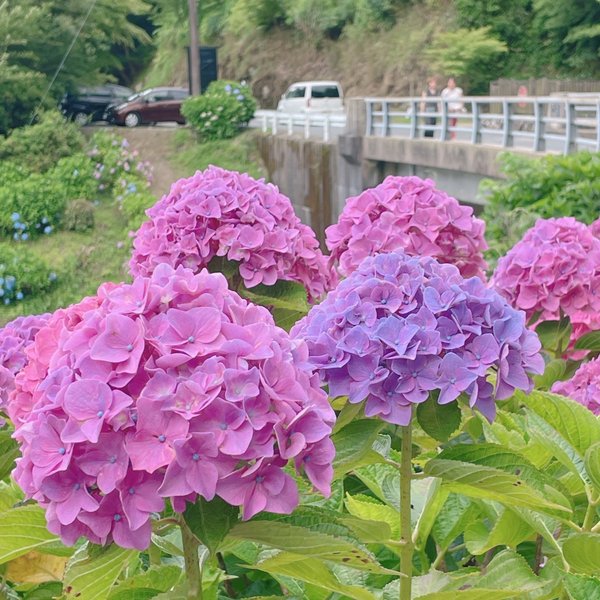 かすみ草(プリザーブドフラワー変更)リボン2本🎀