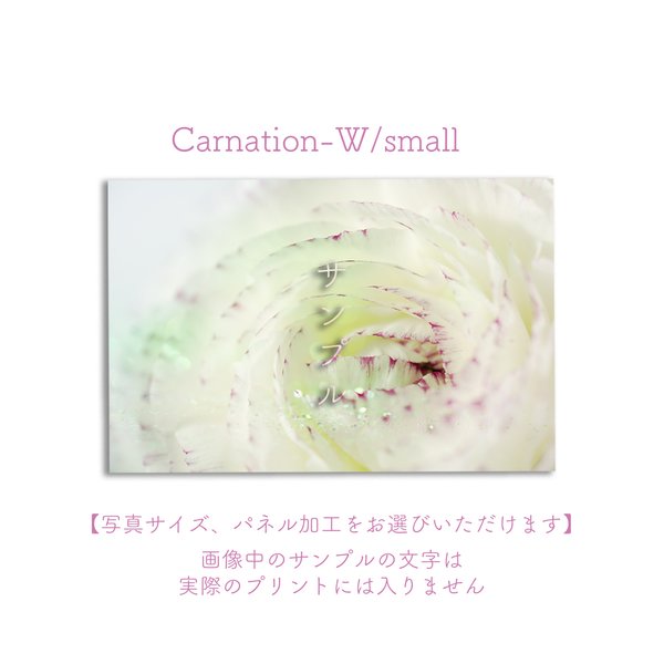 Carnation-W/small　ポスター【写真サイズ、パネル加工をお選びいただけます】 