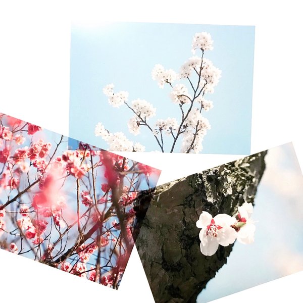 桜の季節透明写真セット