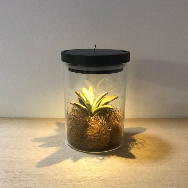 bottle terrarium