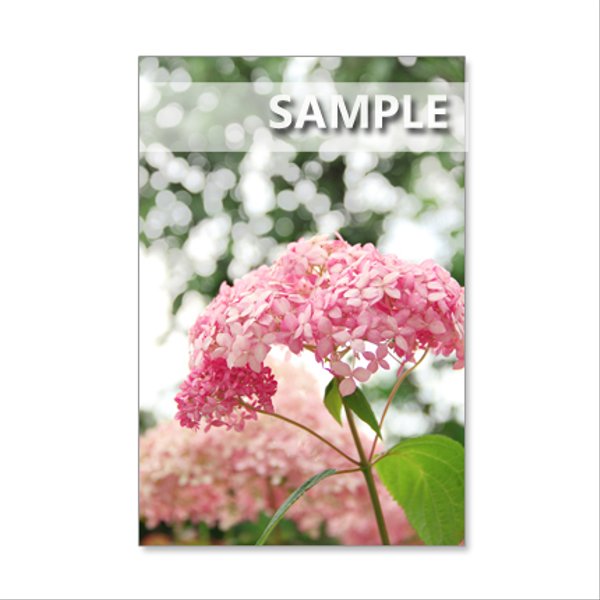1093) ピンクアナベル、渦紫陽花、赤の紫陽花など　ポストカード5枚組　