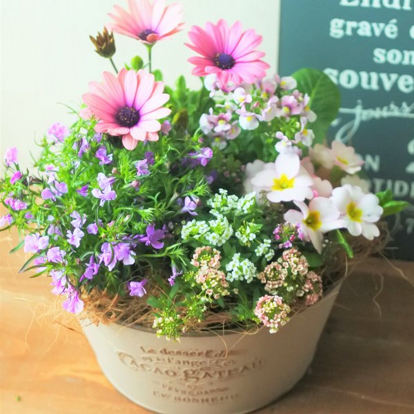 🌺ROSEカラーのオステオとロベリア　おしゃれなお花の寄せ植え　贈り物にも