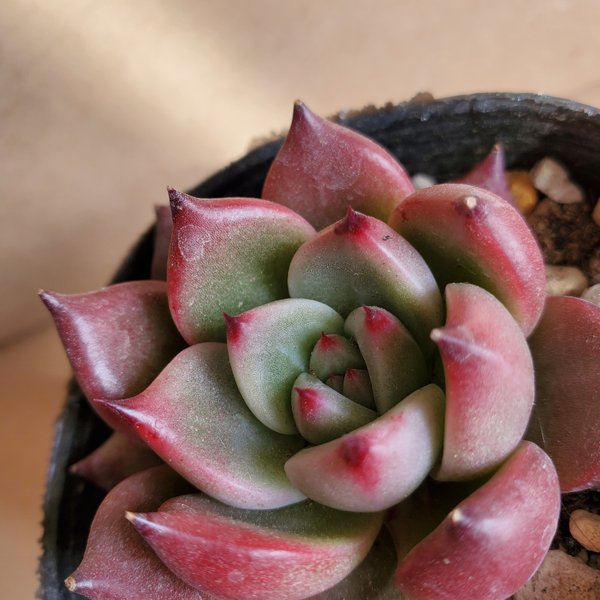 多肉植物　エケベリア　☆キッシング☆