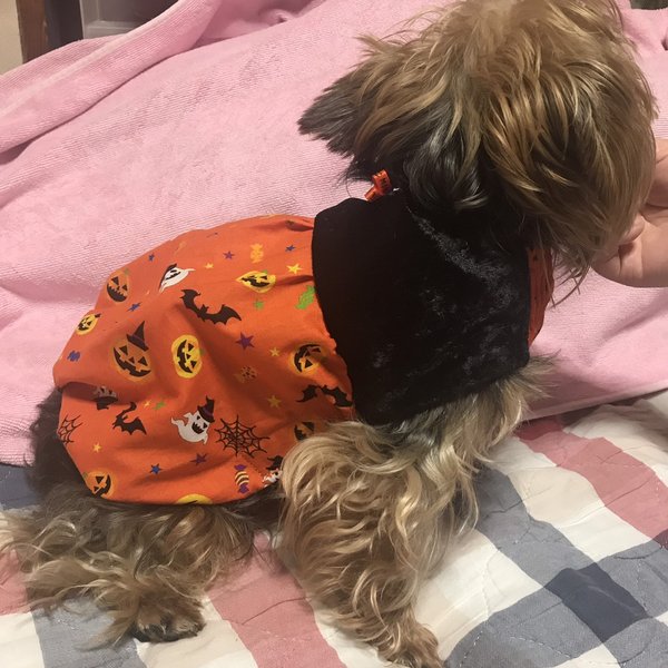 🎃着せやすい犬服🎃ハロウィンかぼちゃのハイウエストワンピース🎃オーダーメイドで！