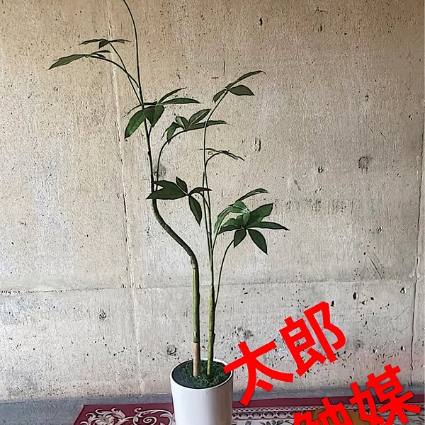 光触媒　人工観葉植物　ウォールグリーン　フェイクフラワー　ハンドメイド　くねくねパキラw