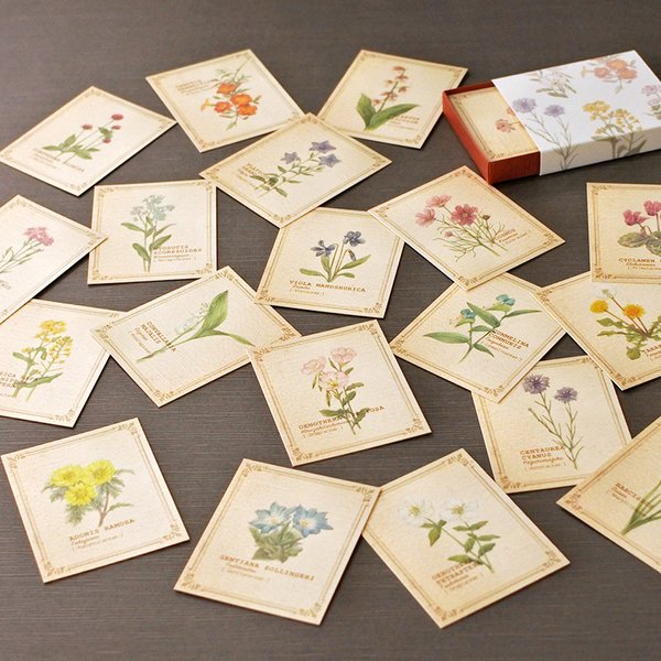 野の花の小さな図鑑風メッセージカードBOX