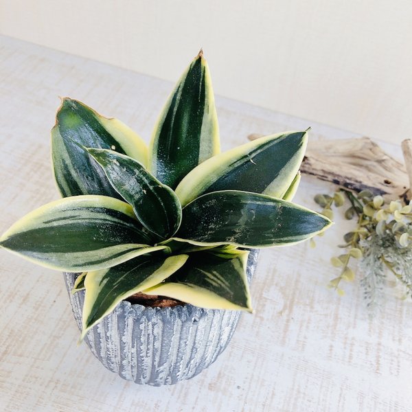 サンスベリア 観葉植物のハンドメイド 手作り通販 Minne 日本最大級のハンドメイドサイト サンスベリア 観葉植物のハンドメイド 手作り通販 Minne 日本最大級のハンドメイドサイト