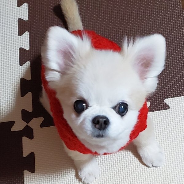 犬服 約2号 わんこセーター(S13) 