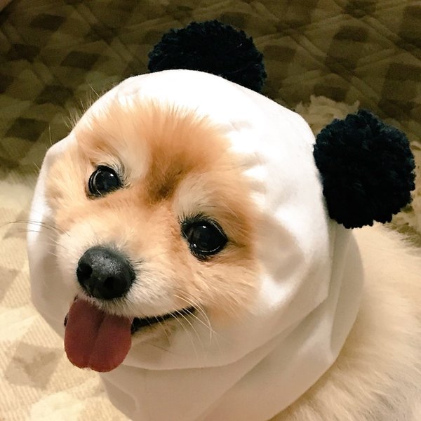 犬 かぶりもの ペットグッズのハンドメイド 手作り通販 Minne 日本最大級のハンドメイドサイト 犬 かぶりもの ペットグッズのハンドメイド 手作り通販 Minne 日本最大級のハンドメイドサイト