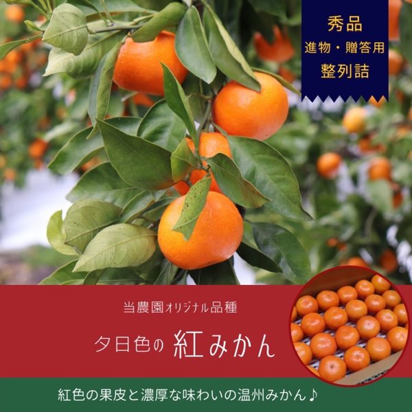 当農園オリジナル品種 夕日色の 紅みかん 5kg超え　（Mサイズ）48個　整列詰め 進物用 贈答用 マルチ栽培 農園直送