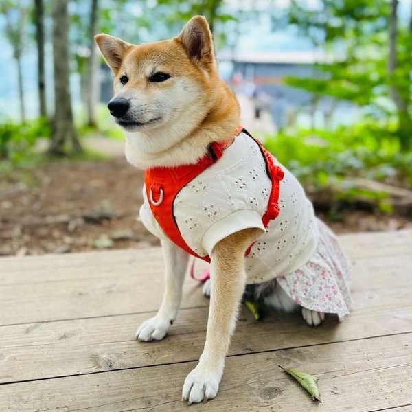 【完成品】中型犬サイズ犬服 ドッグウェア 犬服ワンピース