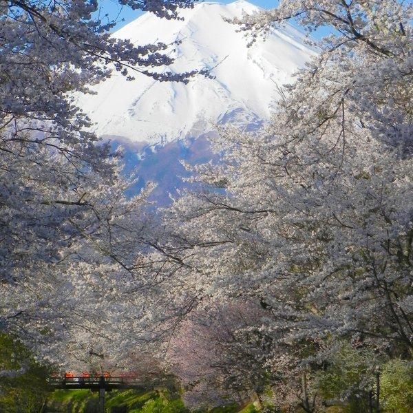 世界遺産 富士山と忍野村新名庄川の桜 写真 A4又は2L版 額付き 縦