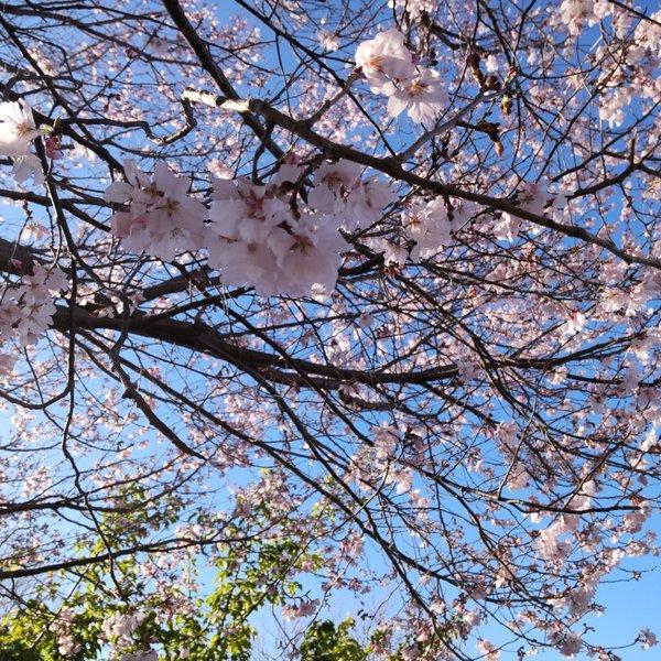 🌸r様の専用ページです🌸刺し子ふきん 寄せ模様