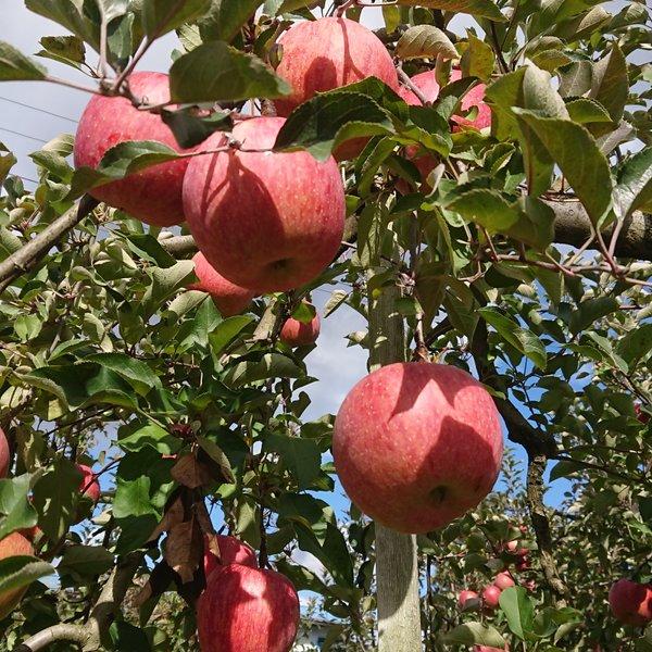 【りんご】シナノスイート(家庭用)約5kg　【送料無料】10月下旬より発送