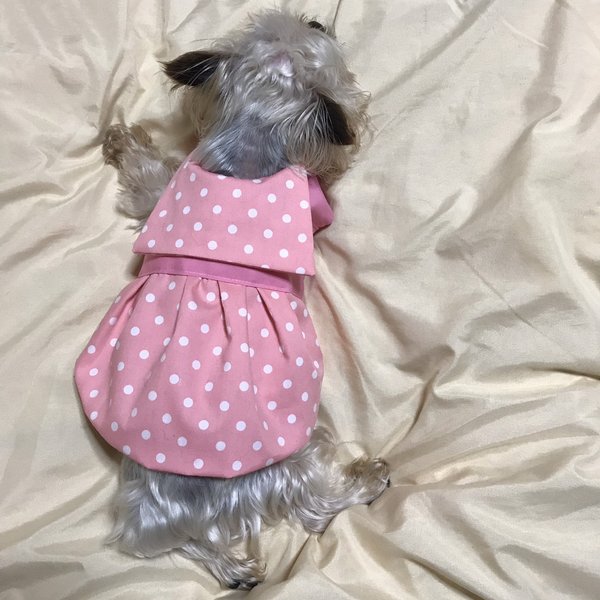 ★再販★オーダーメイドの着せやすい犬服・ピンクの水玉セーラーワンピース🎶
