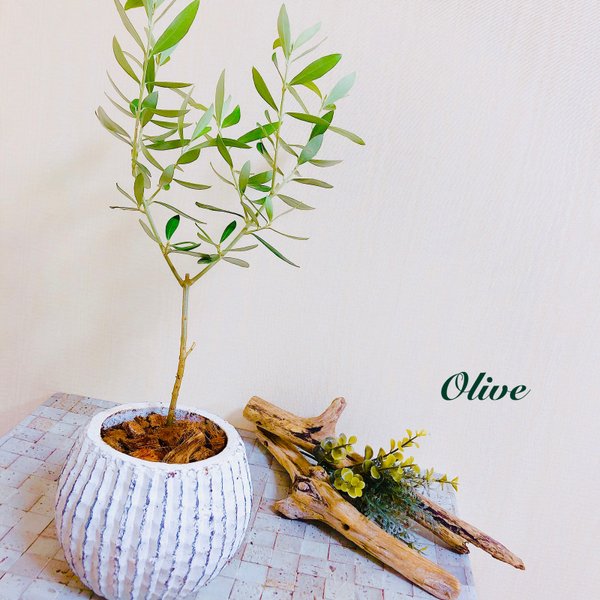オリーブの木 観葉植物のハンドメイド 手作り通販 Minne 日本最大級のハンドメイドサイト オリーブの木 観葉植物のハンドメイド 手作り通販 Minne 日本最大級のハンドメイドサイト