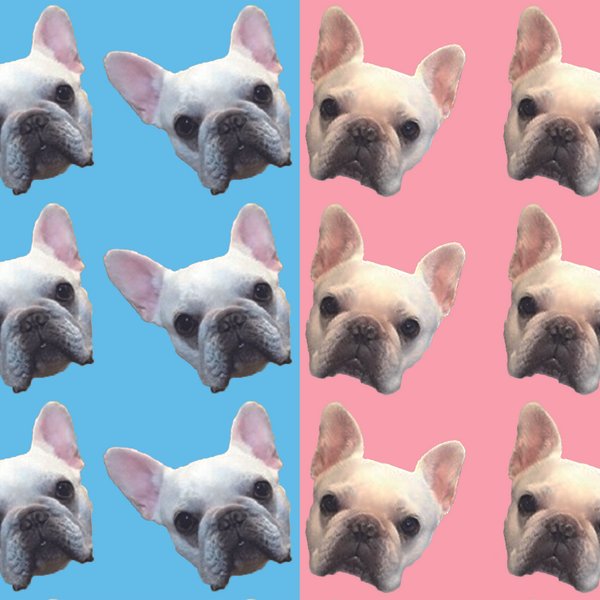 French Bulldog ポストカード 2枚セット