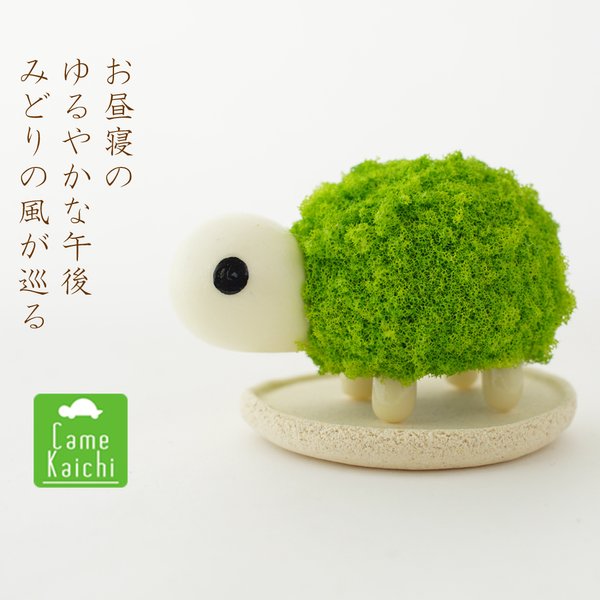 夏の庭・苔玉かめちゃん