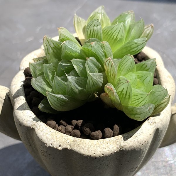 浴衣 Or 夏祭り Or 花火 観葉植物のハンドメイド 手作り通販 Minne 日本最大級のハンドメイドサイト 浴衣 Or 夏祭り Or 花火 観葉植物のハンドメイド 手作り通販 Minne 日本最大級のハンドメイドサイト
