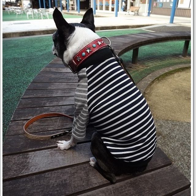 犬服オリジナル 可愛い シロ クロボーダー袖テレコtシャツ 犬服通販 ボストンテリア フレンチブルドッグ パグ ペチャ 小型犬 トイプードル チワワ ヨーキー マルチーズ ハンドメイドマーケット Minne