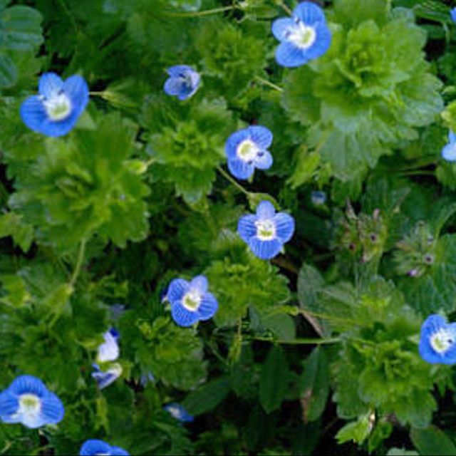 【最も人気があります!】 青い 花 雑草 100++ で最高の画像