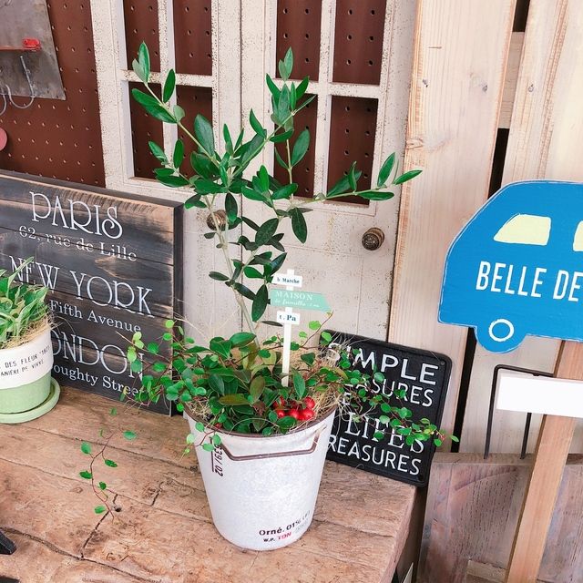 現品sale オリーブの木 寄せ植え ナチュラルウッドピックつき 現品sale オリーブの木 寄せ植え ナチュラルウッドピックつき