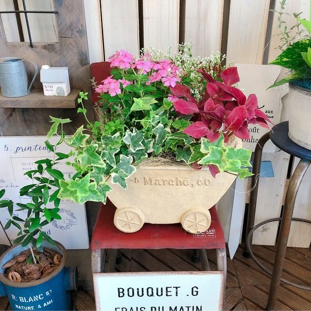 新作 1点物 フェアリースター日々草 寄せ植え 可愛いお花 新作 1点物 フェアリースター日々草 寄せ植え 可愛いお花