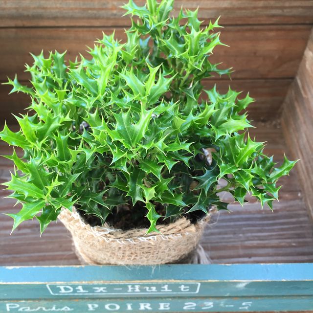 すべての美しい花の画像 50 素晴らしい寒さ に 強い 植物 すべての美しい花の画像 50 素晴らしい寒さ に 強い 植物