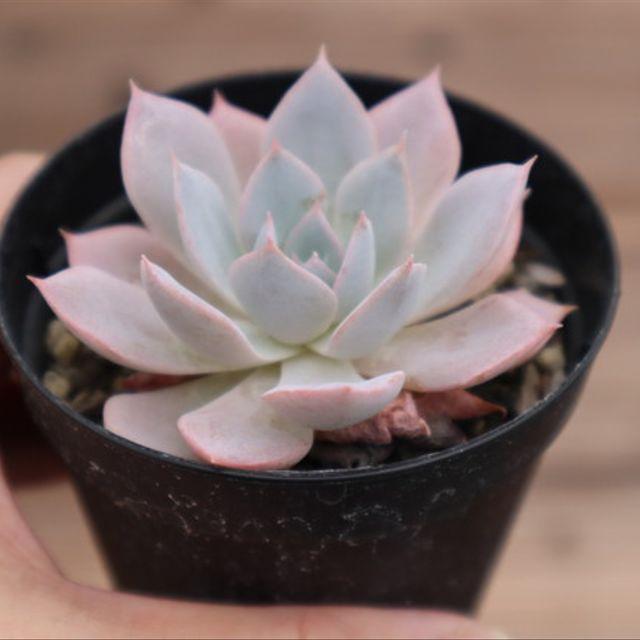 すべての美しい花の画像 上ピンク に なる 多肉 植物 すべての美しい花の画像 上ピンク に なる 多肉 植物
