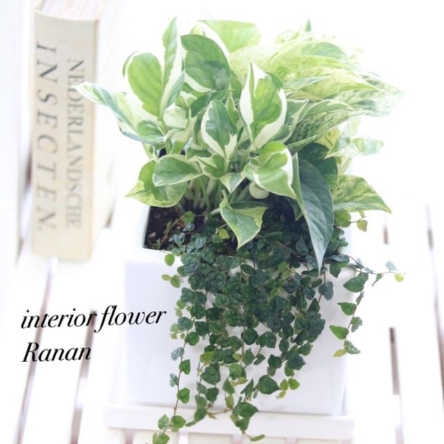 ꫛꫀꪝ大きいサイズ おしゃれ 観葉植物 ワンランク上のポトス ꫛꫀꪝ大きいサイズ おしゃれ 観葉植物 ワンランク上のポトス