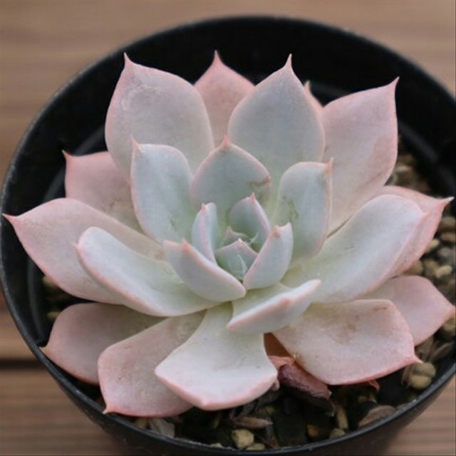 すべての美しい花の画像 上ピンク に なる 多肉 植物 すべての美しい花の画像 上ピンク に なる 多肉 植物