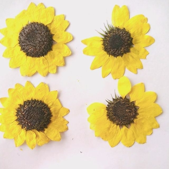 10枚 ミニひまわりの押し花b品 ハンドメイドマーケット Minne 10枚 ミニひまわりの押し花b品 ハンドメイドマーケット Minne