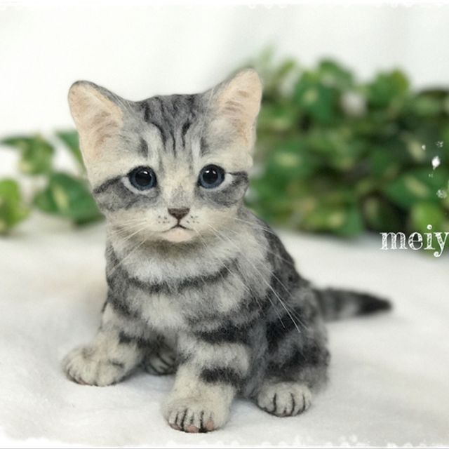 可愛い子猫 アメリカンショートヘア限定 Erikonaha様リクエスト品 可愛い子猫 アメリカンショートヘア限定 Erikonaha様リクエスト品