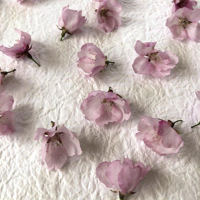 桜 ドライフラワー 花材 ハンドメイドマーケット Minne 桜 ドライフラワー 花材 ハンドメイドマーケット Minne