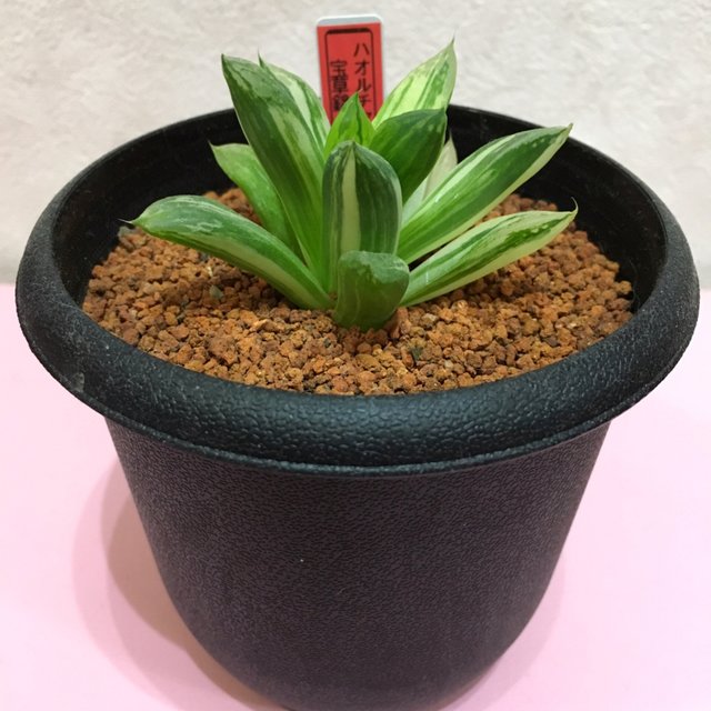 多肉植物 ハオルチア宝草錦 ハンドメイドマーケット Minne 多肉植物 ハオルチア宝草錦 ハンドメイドマーケット Minne