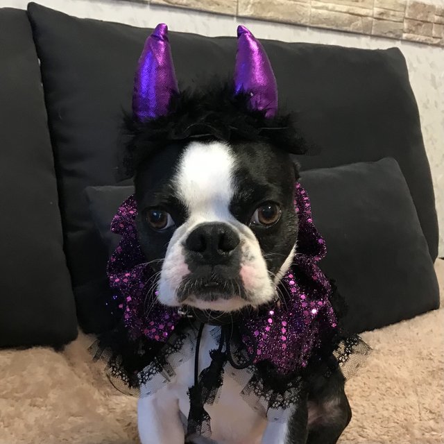 犬用ハロウィン 可愛い悪魔ちゃん 紫色 Minne 日本最大級のハンドメイド 手作り通販サイト 犬用ハロウィン 可愛い悪魔ちゃん 紫色 Minne 日本最大級のハンドメイド 手作り通販サイト