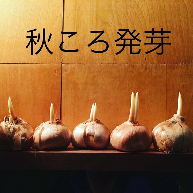 土も水もいらない サフラン農家の球根10個 ハンドメイドマーケット Minne 土も水もいらない サフラン農家の球根10個 ハンドメイドマーケット Minne