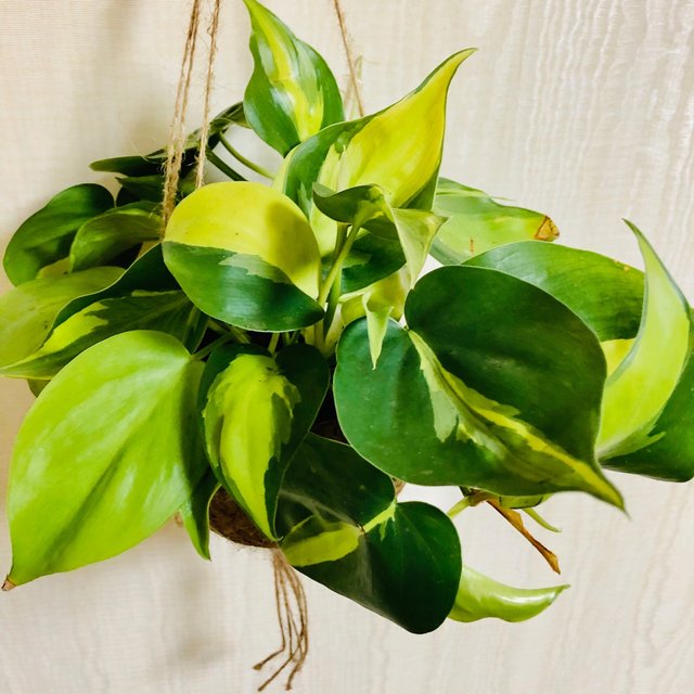 寒さに強い オキシカルジュウム ブラジル ココヤシバンキング 壁掛け インテリア 観葉植物 No 351 ハンドメイドマーケット Minne 寒さに強い オキシカルジュウム ブラジル ココヤシバンキング 壁掛け インテリア 観葉植物 No 351 ハンドメイドマーケット Minne