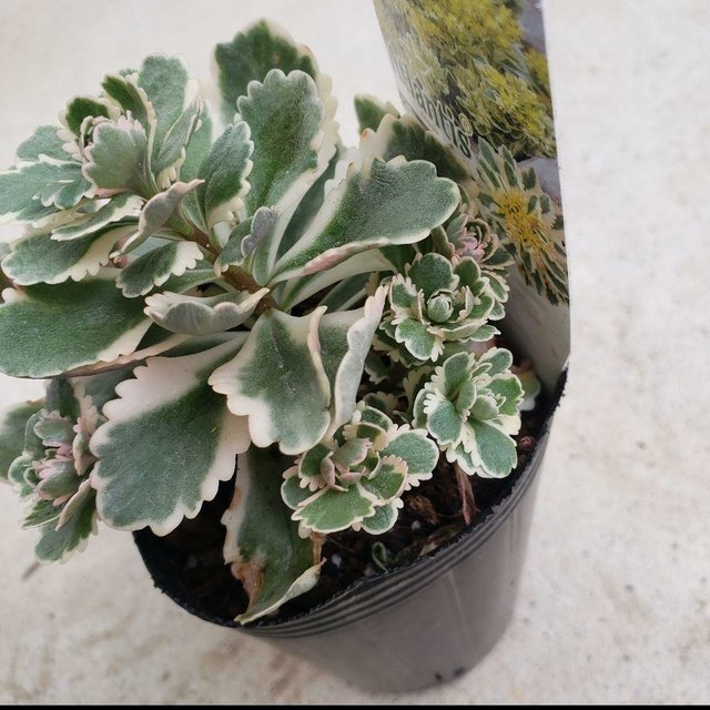 セダム 多肉植物 レア アトランティス ポットのまま発送 Minne 日本最大級のハンドメイド 手作り通販サイト セダム 多肉植物 レア アトランティス ポットのまま発送 Minne 日本最大級のハンドメイド 手作り通販サイト
